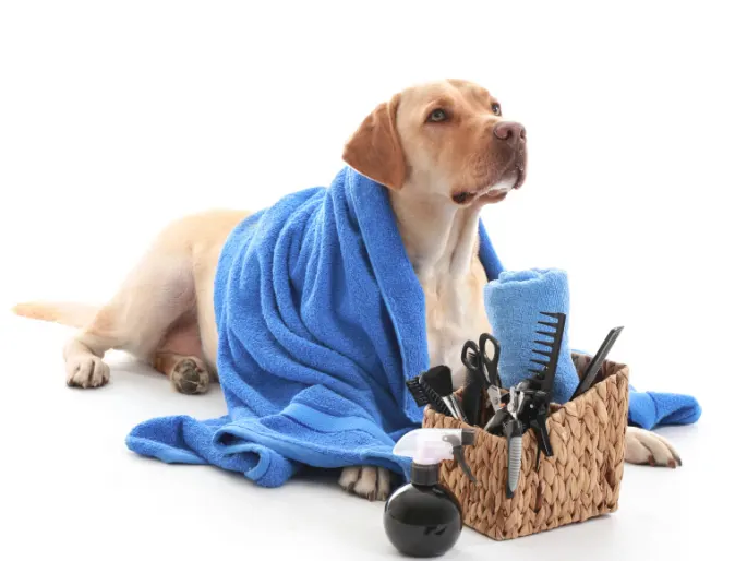 Dog with blue towel and grooming equipment